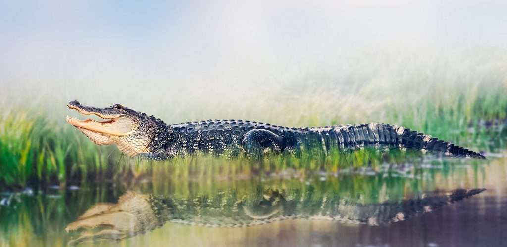 Kayaking With Alligators