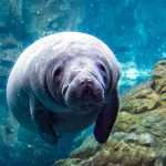 Kayaking with Manatees
