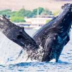 Kayaking with Whales