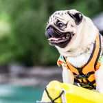 Paddling with Pooches
