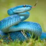 Deal with a Snake While Kayaking
