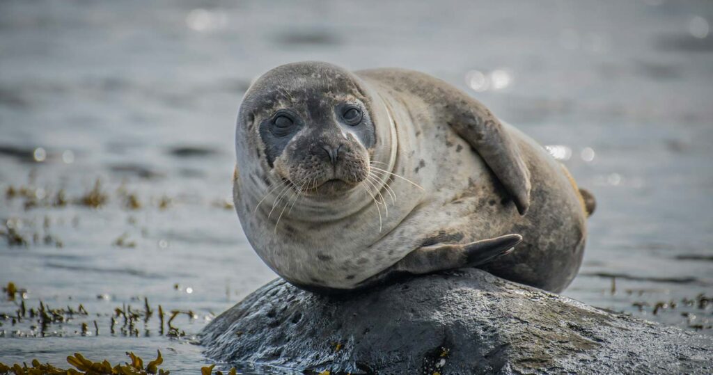 Are seals aggressive to kayakers