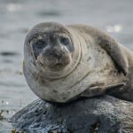 Are seals aggressive to kayakers