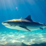 Are sharks a threat to kayakers