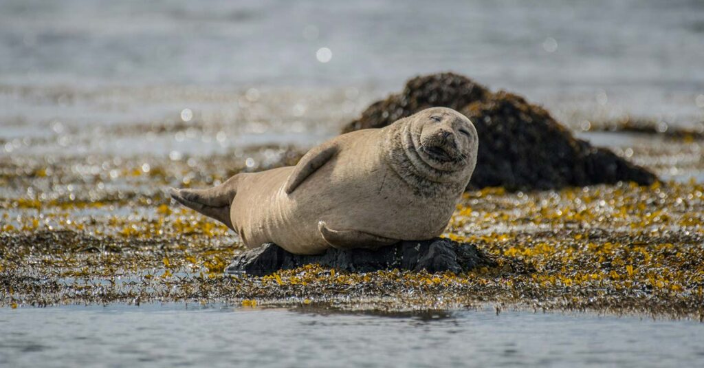 What to do if a seal jumps on your kayak