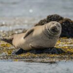 What to do if a seal jumps on your kayak